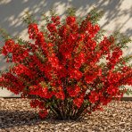 Dulovec japonský (Chaenomeles superba) ´FIRE DANCE´ - výška 60-80 cm, kont. C3L
